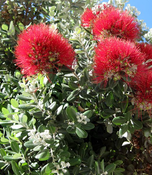 Metrosideros excelsa